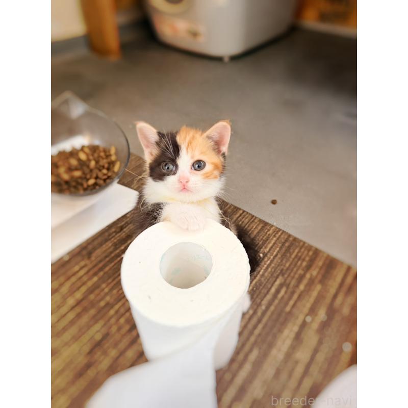 販売中の徳島県のスコティッシュフォールド-130432の24枚目