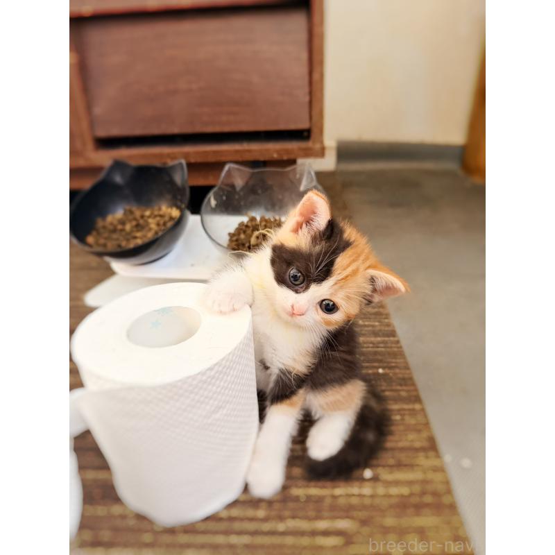 販売中の徳島県のスコティッシュフォールド-130432の23枚目