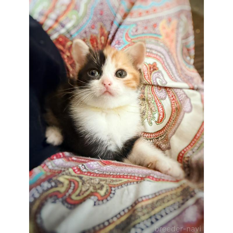 販売中の徳島県のスコティッシュフォールド-130432の22枚目