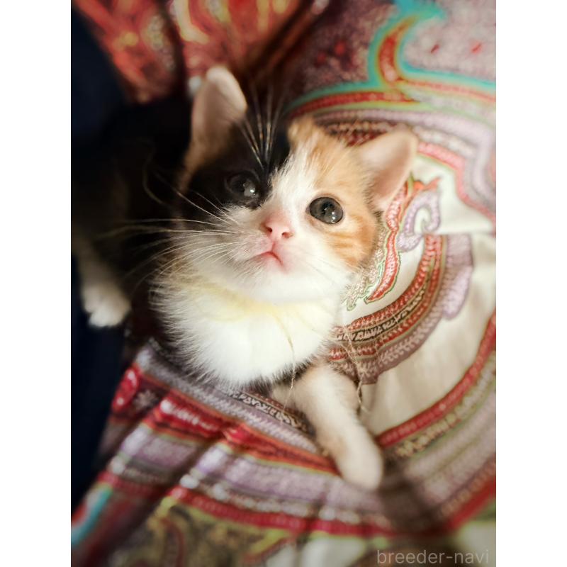 販売中の徳島県のスコティッシュフォールド-130432の21枚目