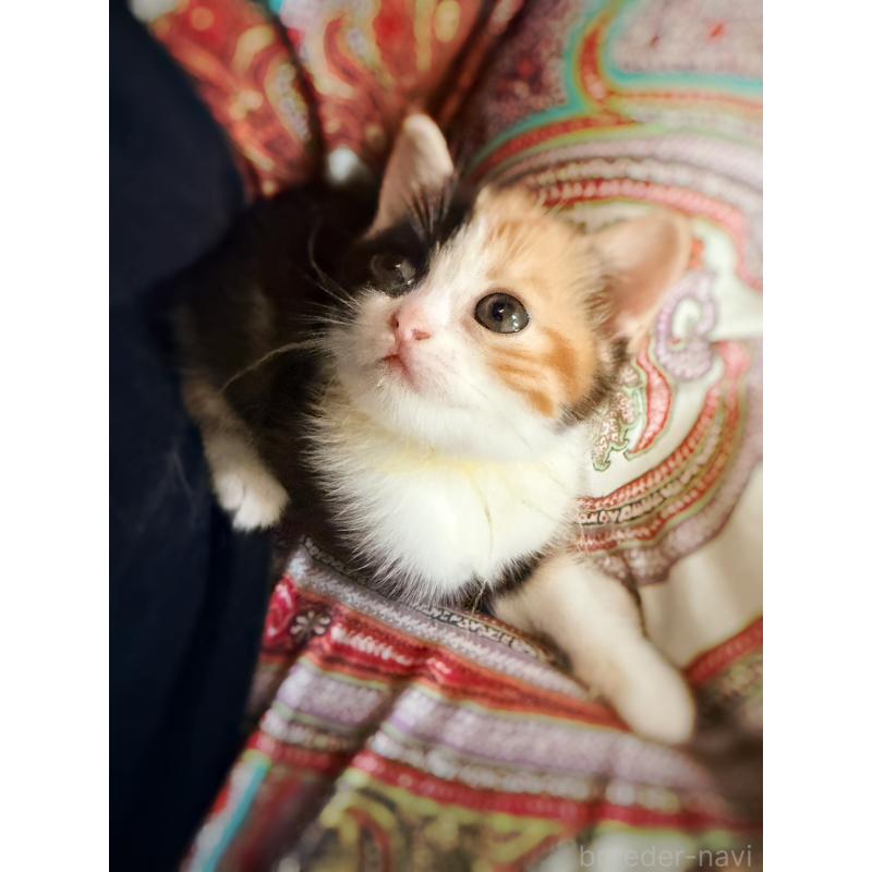 販売中の徳島県のスコティッシュフォールド-130432の20枚目