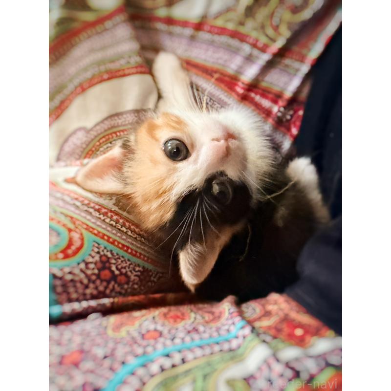 販売中の徳島県のスコティッシュフォールド-130432の19枚目