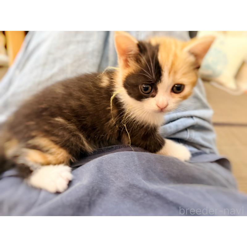 販売中の徳島県のスコティッシュフォールド-130432の18枚目