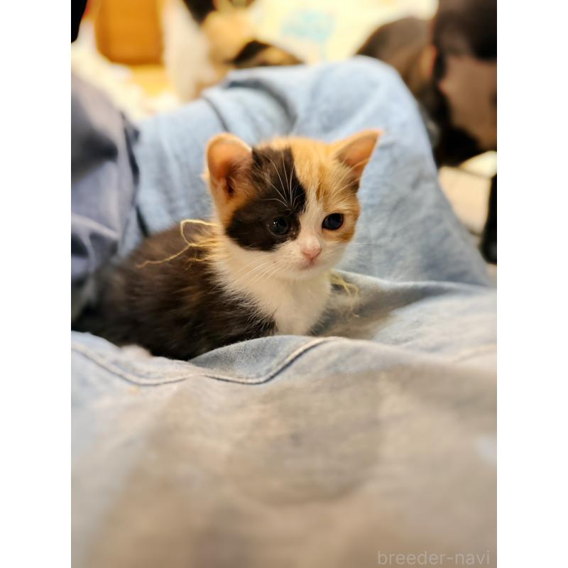 販売中の徳島県のスコティッシュフォールド-130432の17枚目