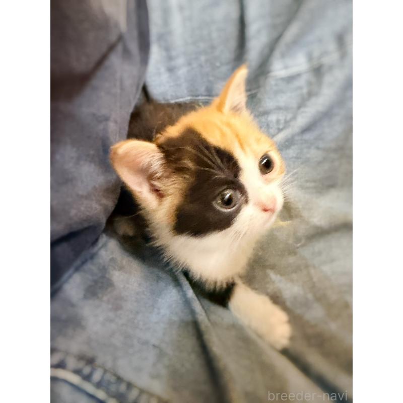 販売中の徳島県のスコティッシュフォールド-130432の16枚目