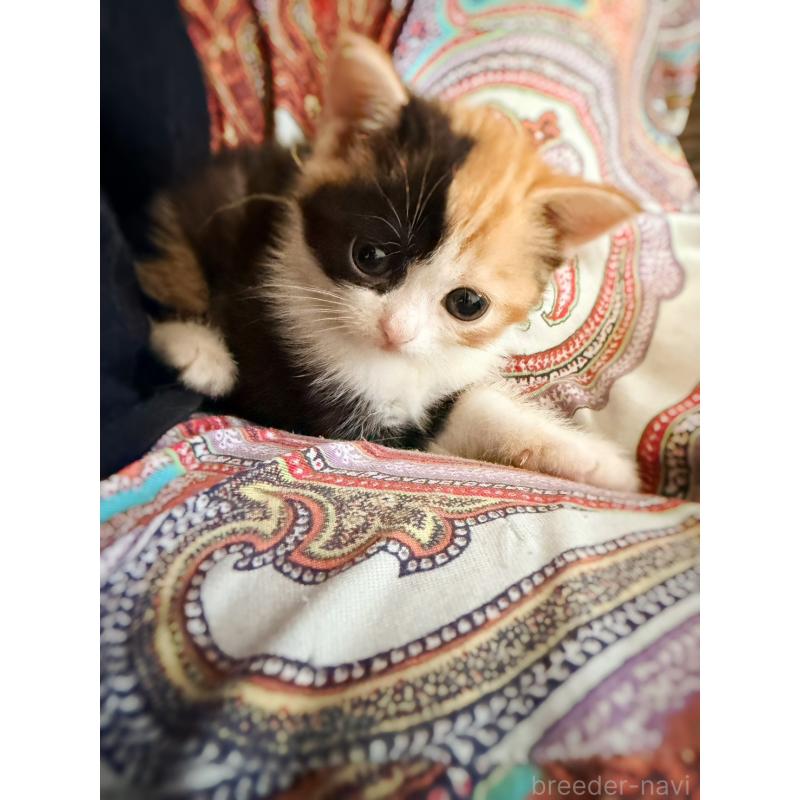 販売中の徳島県のスコティッシュフォールド-130432の15枚目