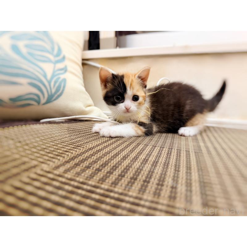 販売中の徳島県のスコティッシュフォールド-130432の14枚目