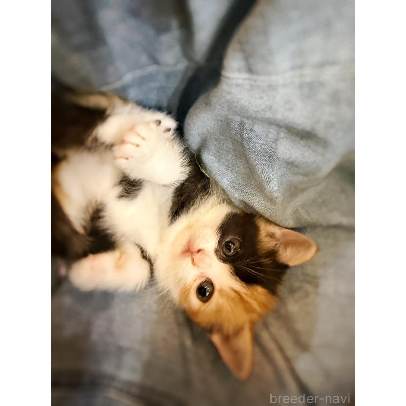 販売中の徳島県のスコティッシュフォールド-130432の13枚目