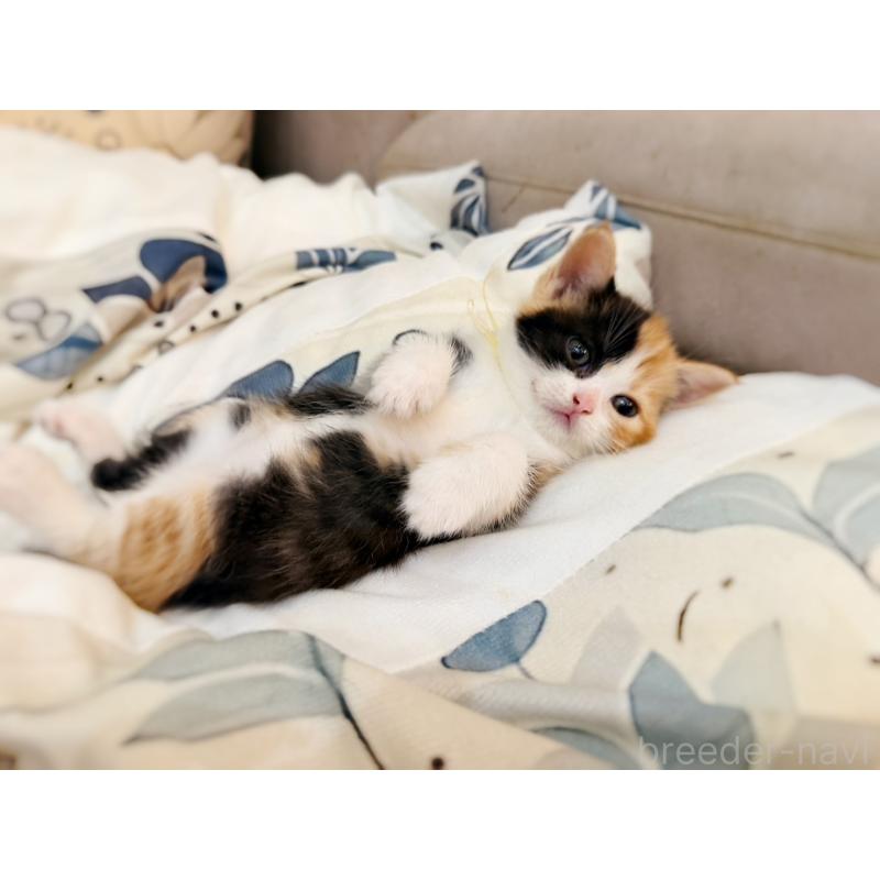 販売中の徳島県のスコティッシュフォールド-130432の12枚目