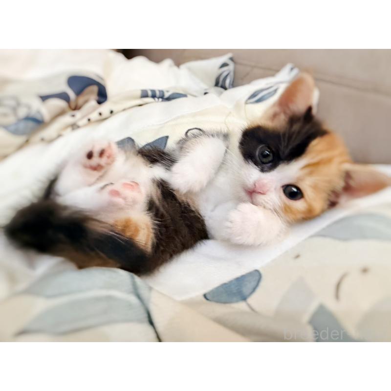 販売中の徳島県のスコティッシュフォールド-130432の11枚目