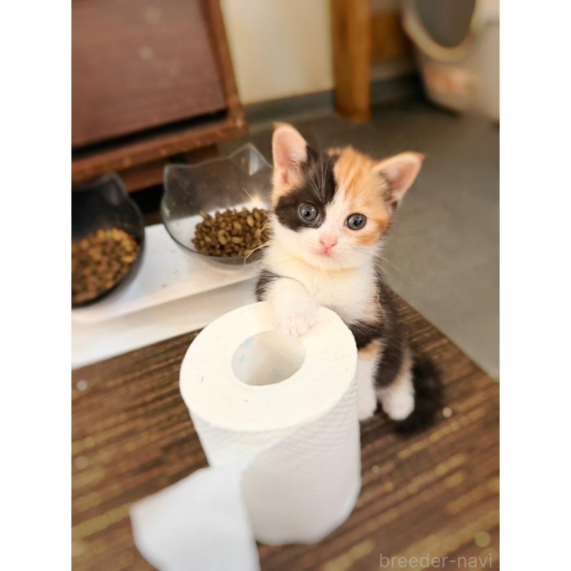 販売中の徳島県のスコティッシュフォールド-130432の10枚目