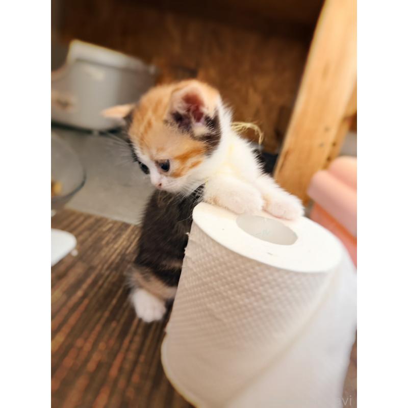 販売中の徳島県のスコティッシュフォールド-130432の9枚目