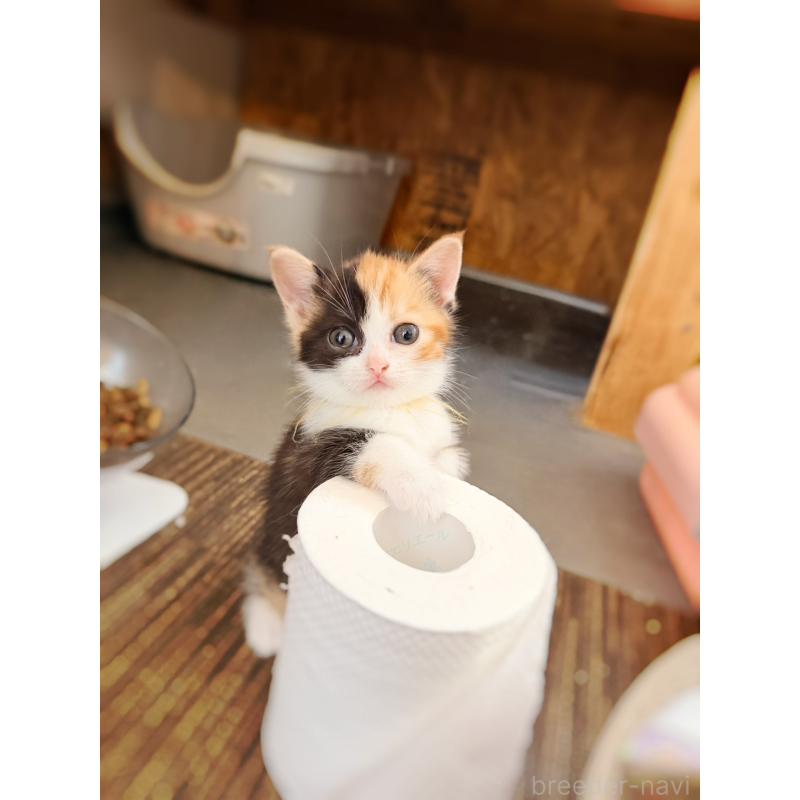 販売中の徳島県のスコティッシュフォールド-130432の8枚目