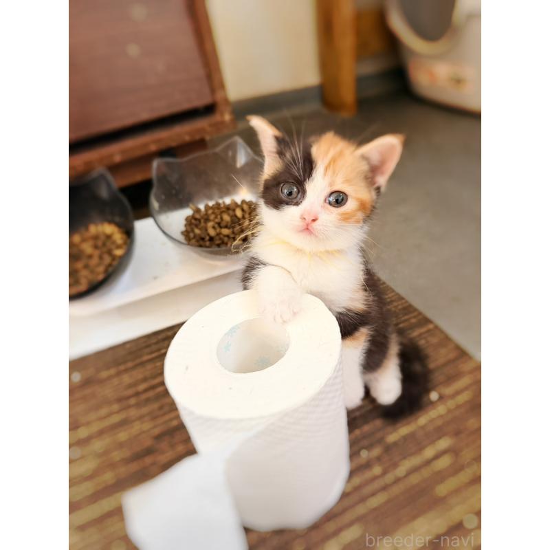 販売中の徳島県のスコティッシュフォールド-130432の7枚目