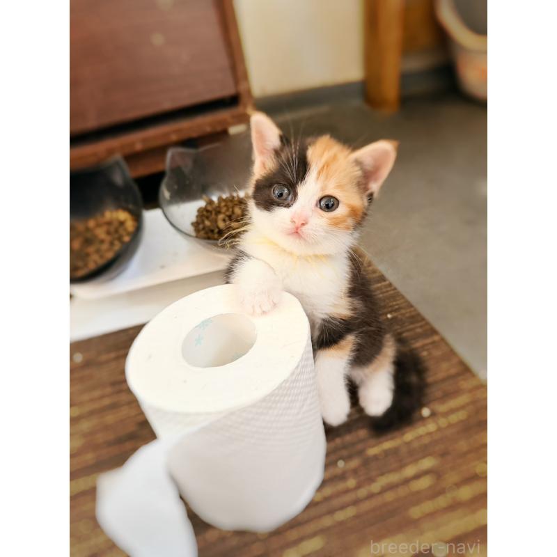 販売中の徳島県のスコティッシュフォールド-130432の6枚目