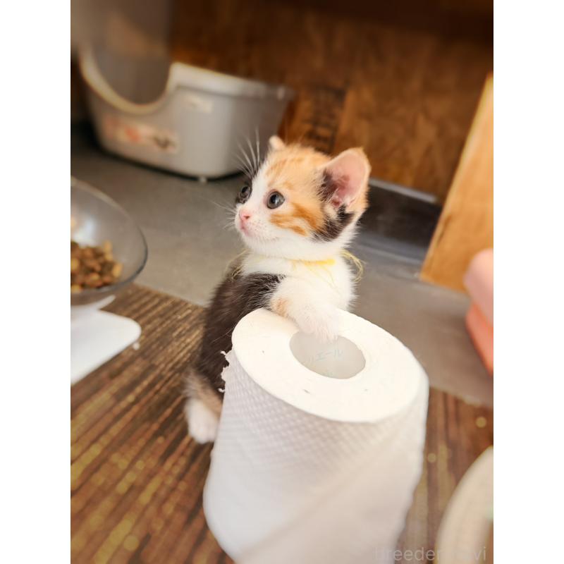 販売中の徳島県のスコティッシュフォールド-130432の4枚目