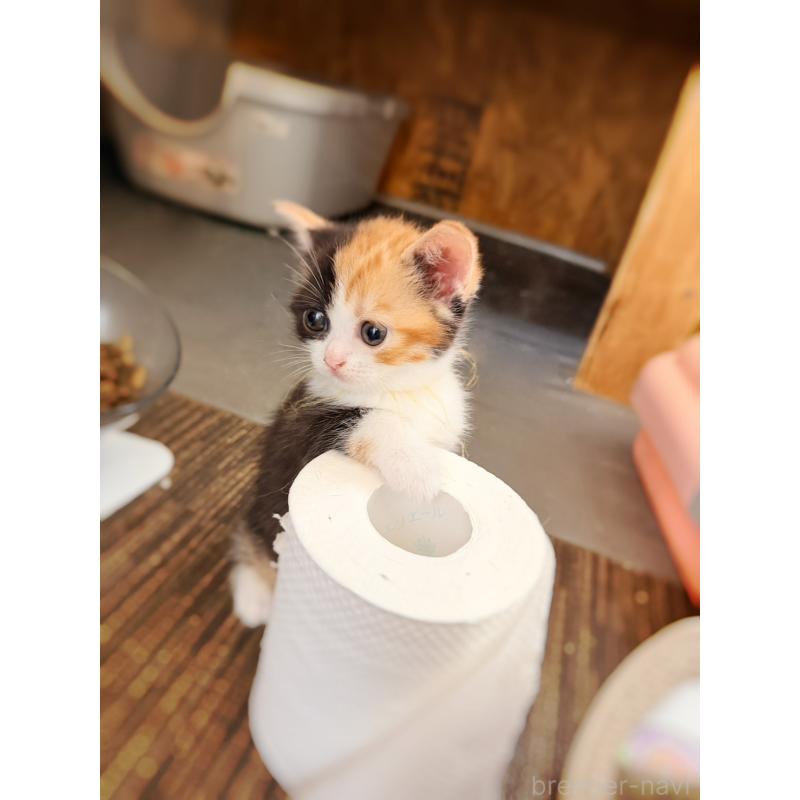 販売中の徳島県のスコティッシュフォールド-130432の3枚目