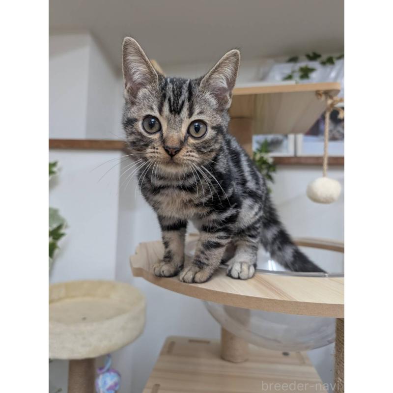 販売中の大阪府のアメリカンショートヘア-130433の4枚目