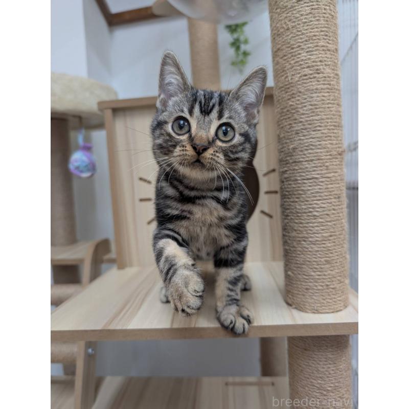 販売中の大阪府のアメリカンショートヘア-130433の3枚目