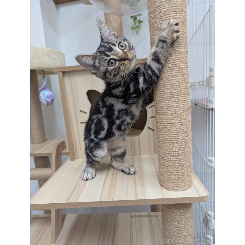 販売中の大阪府のアメリカンショートヘア-130433の2枚目