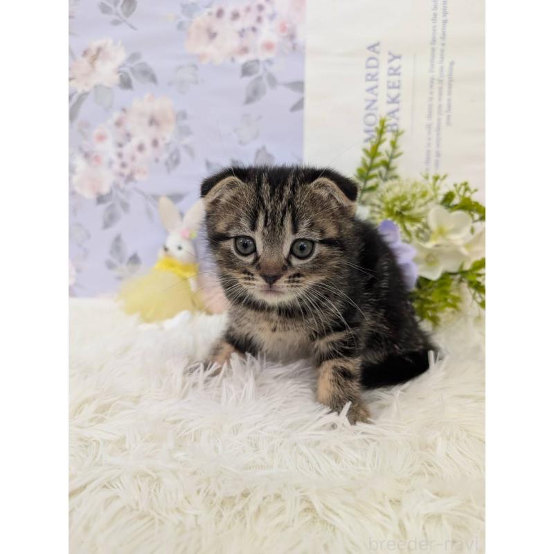 販売中の大阪府のスコティッシュフォールド(折れ耳)-130434の2枚目