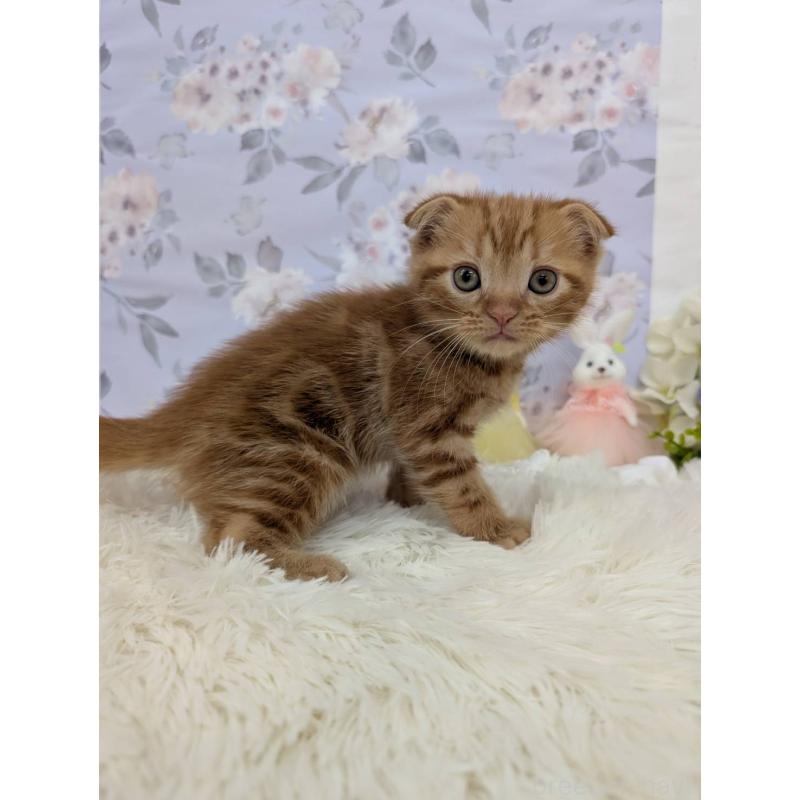 販売中の大阪府のスコティッシュフォールド(折れ耳)-130435の4枚目