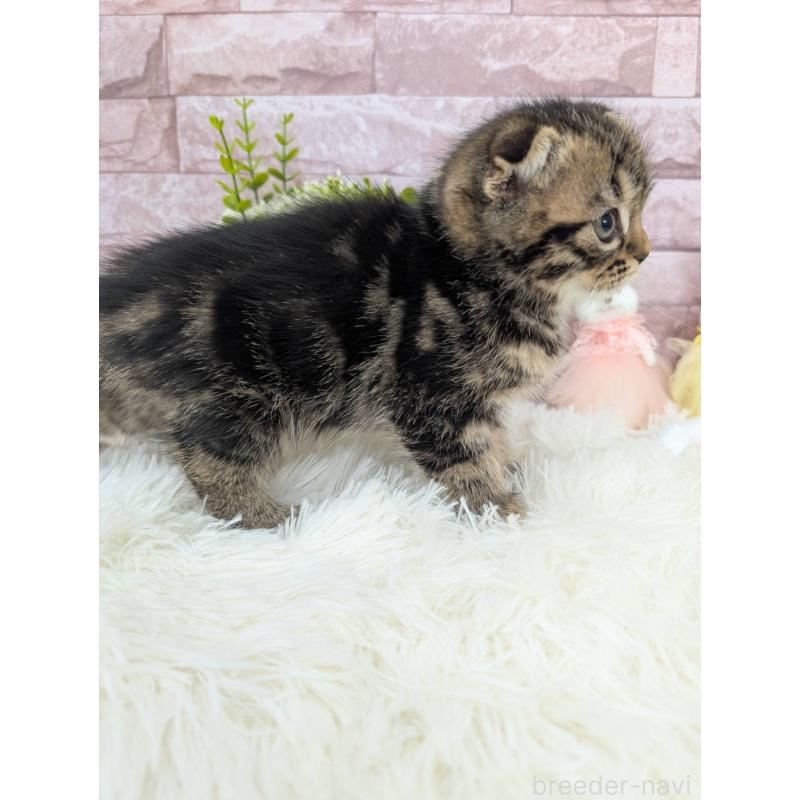 販売中の大阪府のスコティッシュフォールド(折れ耳)-130436の2枚目