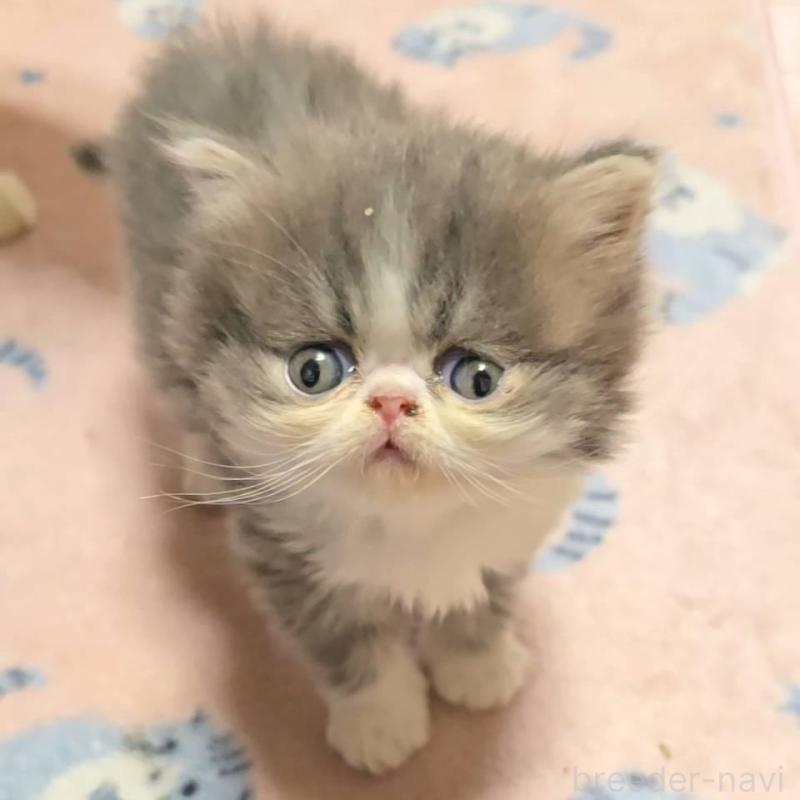 販売中の長野県のエキゾチックショートヘア-130437の1枚目