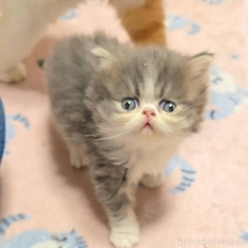 販売中の長野県のエキゾチックショートヘア-130437の4枚目