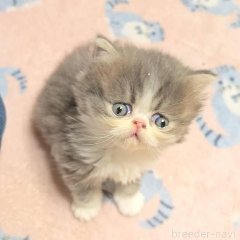 販売中の長野県のエキゾチックショートヘア-130437の3枚目