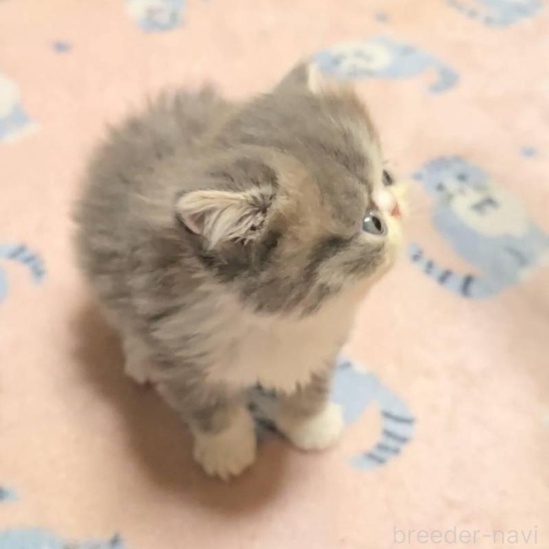 販売中の長野県のエキゾチックショートヘア-130437の2枚目