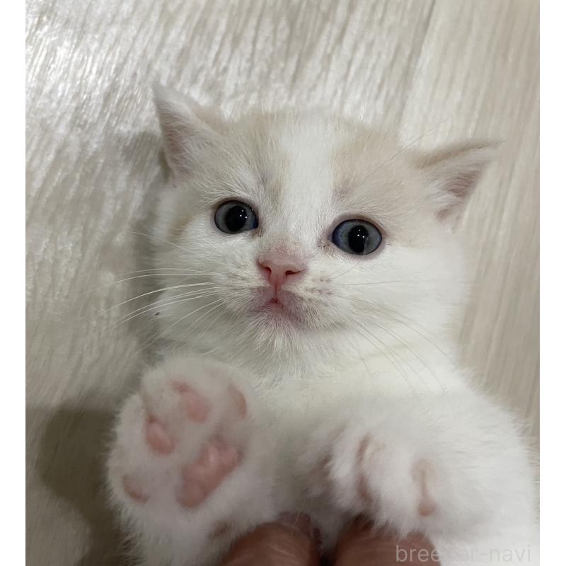 販売中の愛知県のスコティッシュフォールド-130439の3枚目