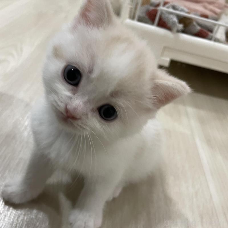 販売中の愛知県のスコティッシュフォールド-130439