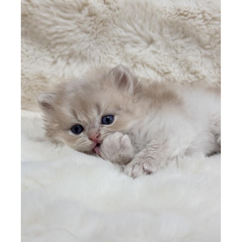 販売中の埼玉県のブリティッシュロングヘア-130443の6枚目