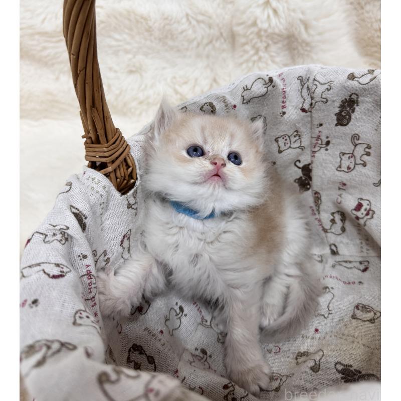 販売中の埼玉県のブリティッシュロングヘア-130443の5枚目