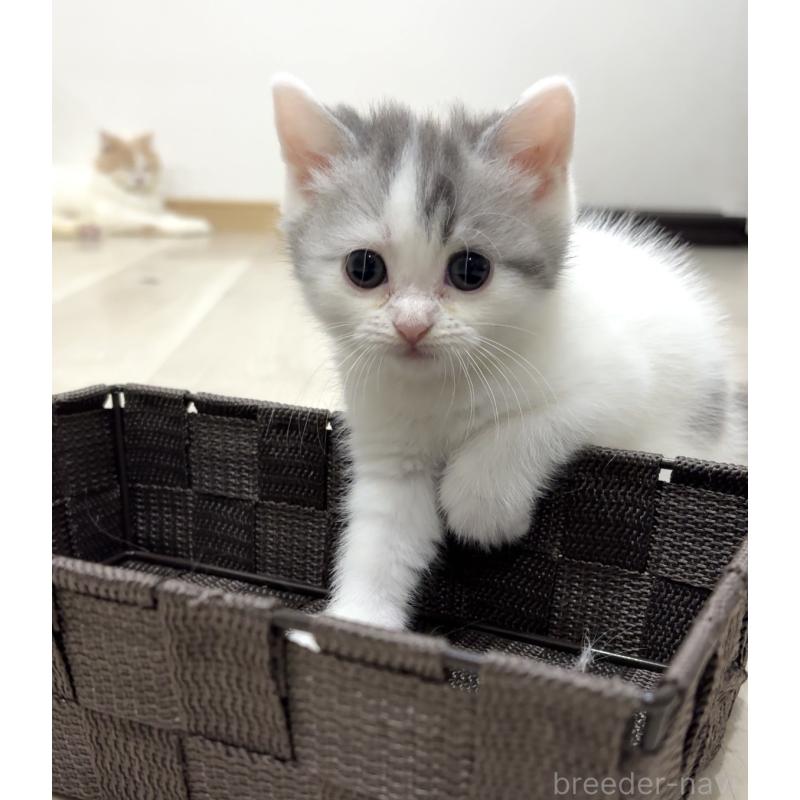 販売中の愛知県のスコティッシュフォールド-130440の4枚目