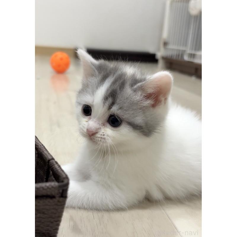 販売中の愛知県のスコティッシュフォールド-130440の3枚目