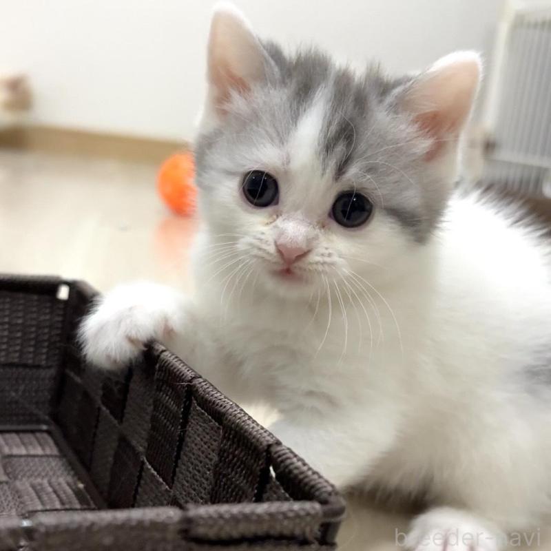 販売中の愛知県のスコティッシュフォールド-130440