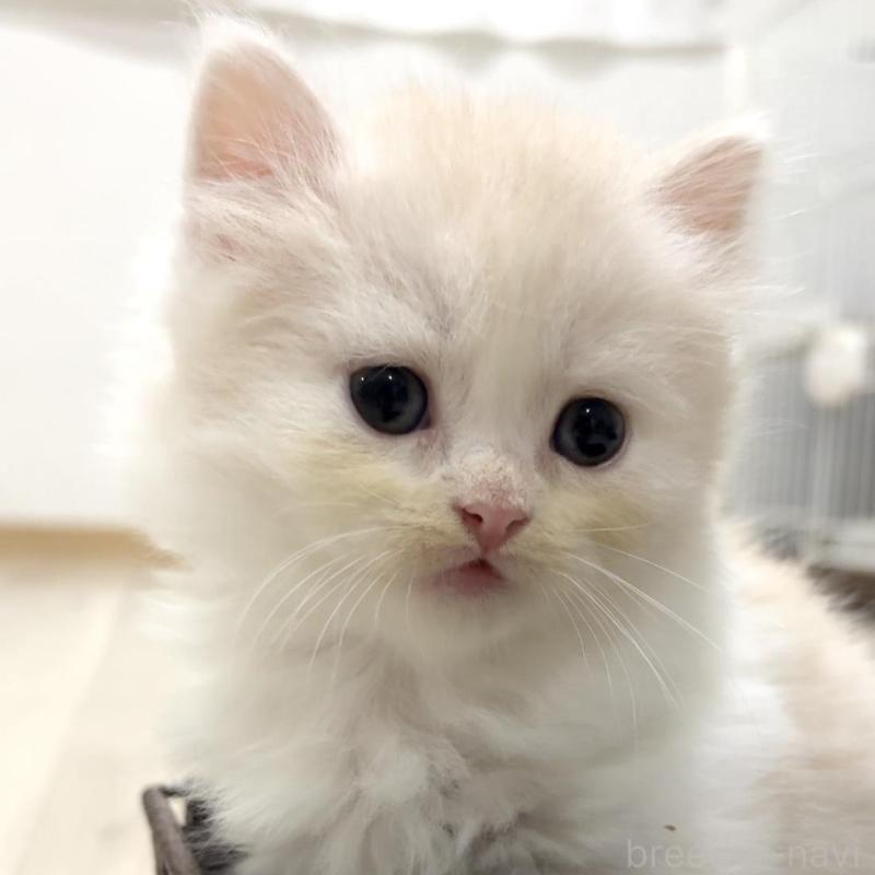 販売中の愛知県のスコティッシュフォールド-130441の1枚目