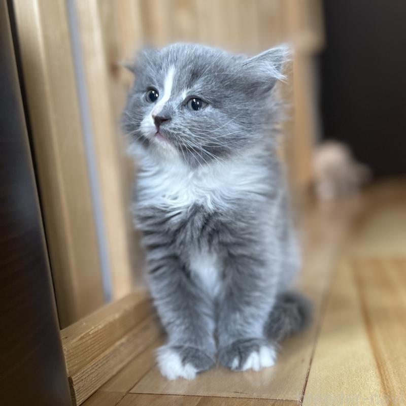 販売中の愛知県のミヌエット-129450