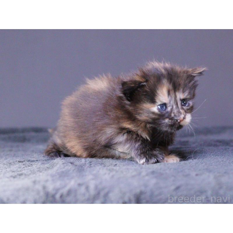 販売中の東京都のメインクーン-130442の5枚目