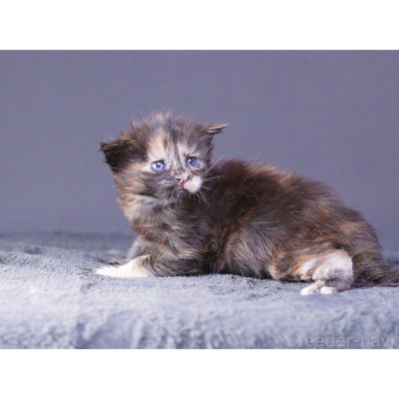 販売中の東京都のメインクーン-130442の3枚目