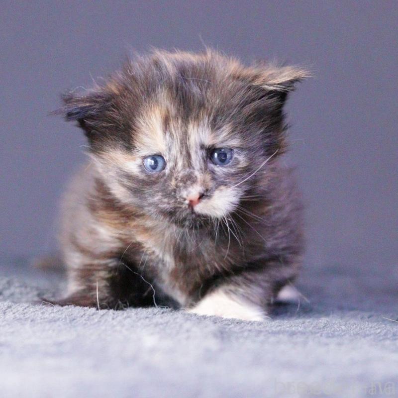 販売中の東京都のメインクーン-130442の1枚目