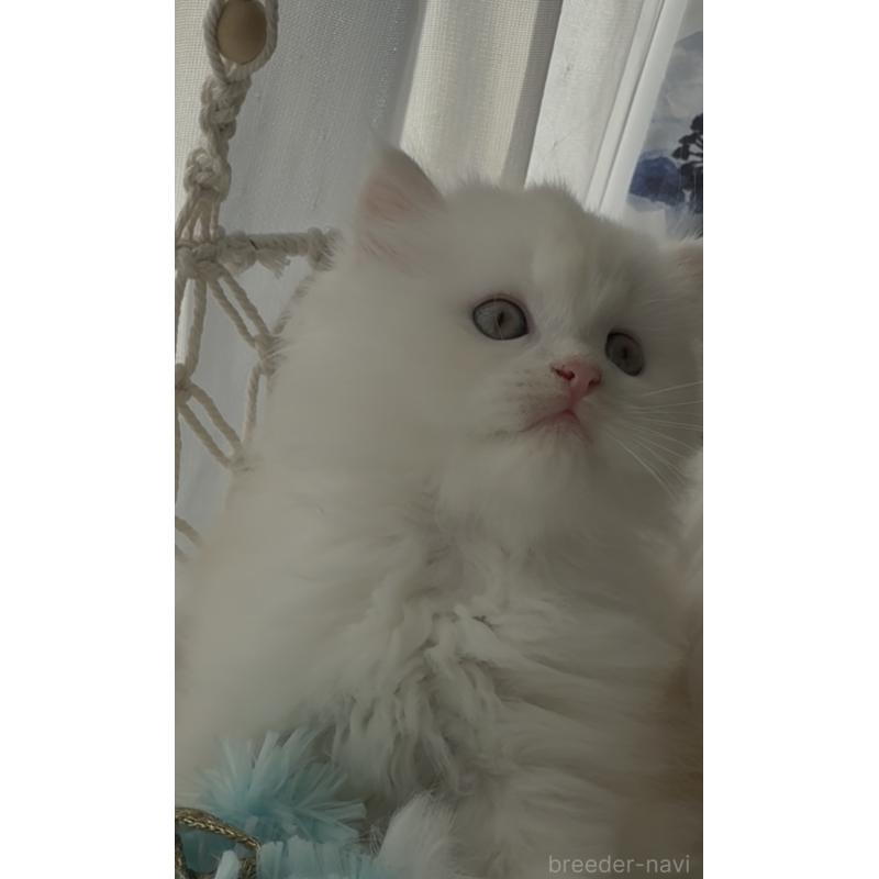 販売中の埼玉県のミヌエット-130444の5枚目