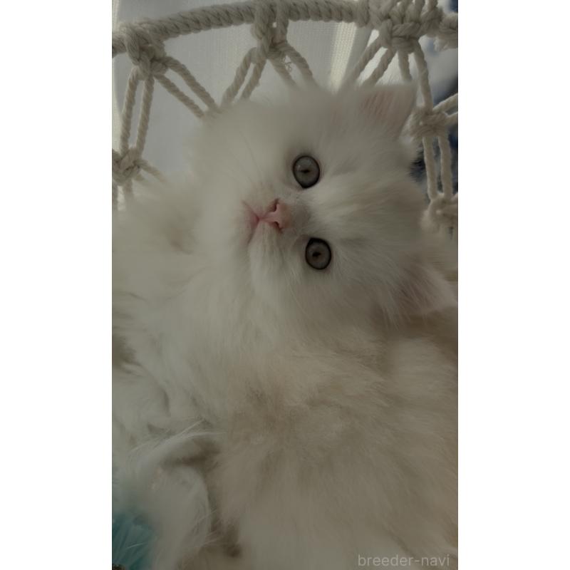 販売中の埼玉県のミヌエット-130444の3枚目