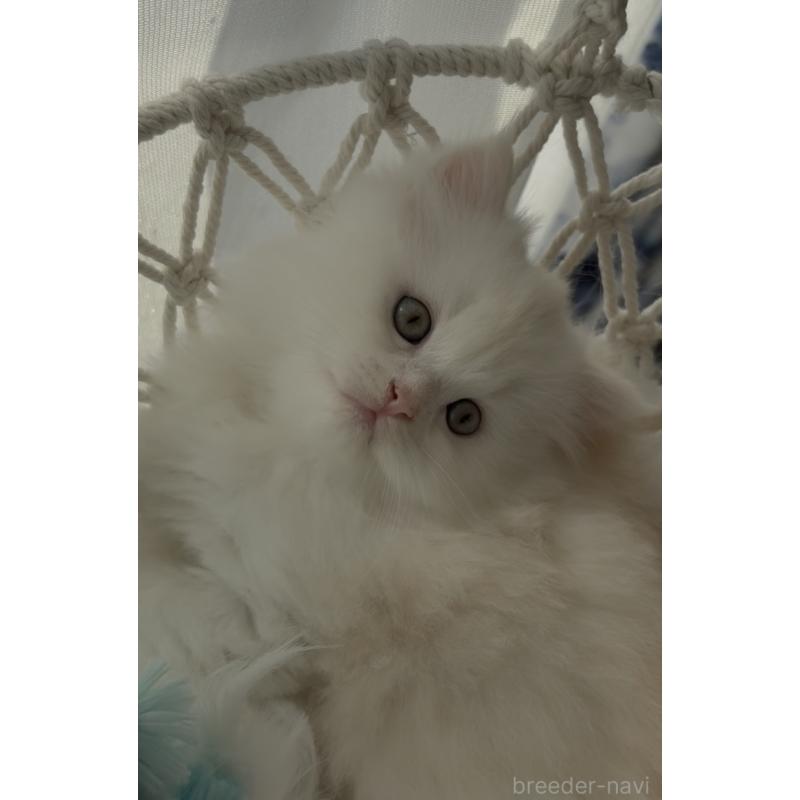 販売中の埼玉県のミヌエット-130444の4枚目