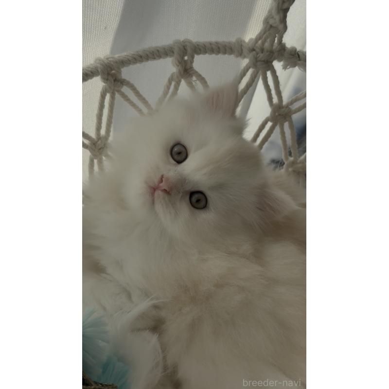 販売中の埼玉県のミヌエット-130444の2枚目