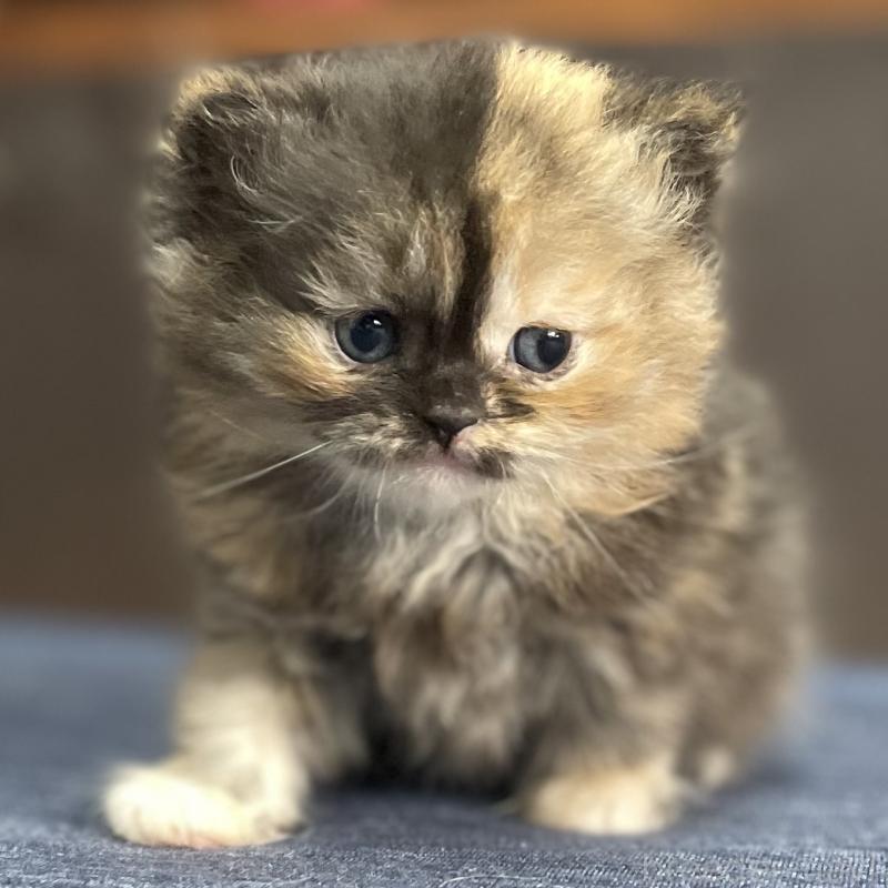 販売中の愛知県のミヌエット-130132