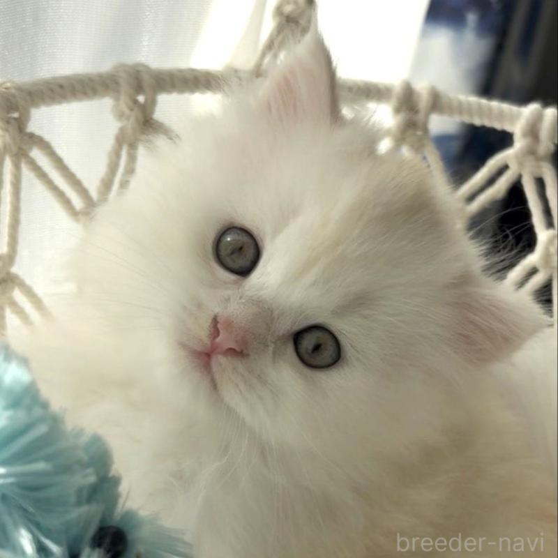 販売中の埼玉県のミヌエット-130444