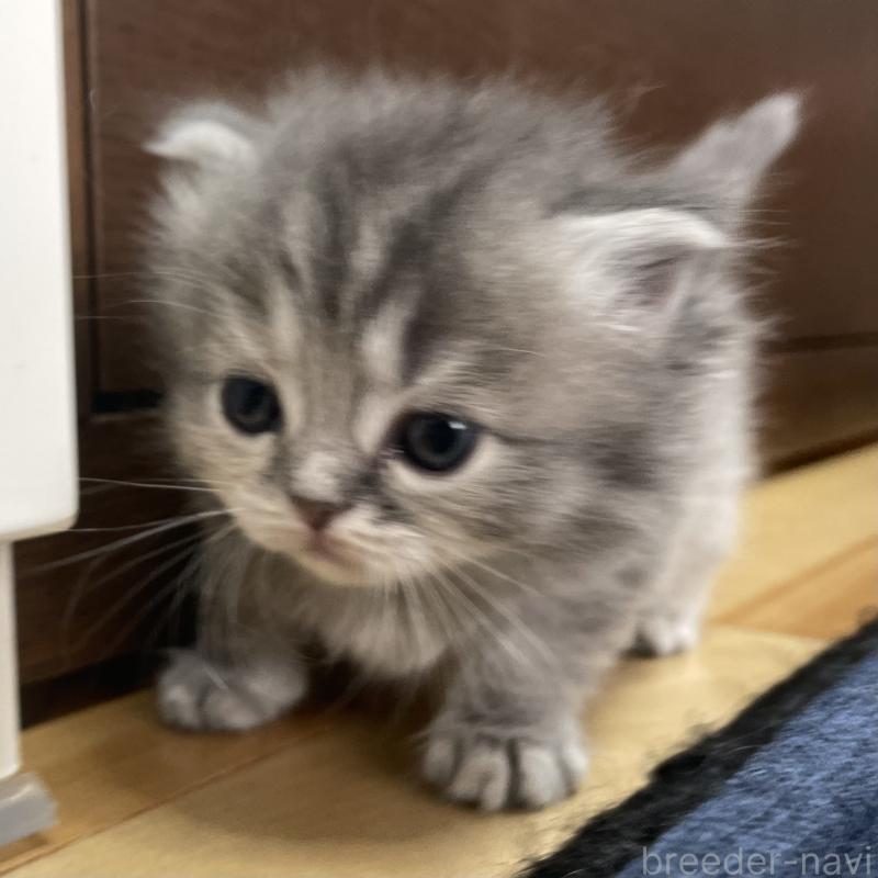 販売中の愛知県のミヌエット-130134